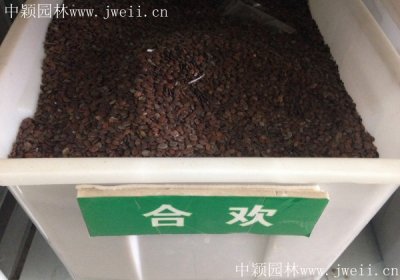 合歡種子