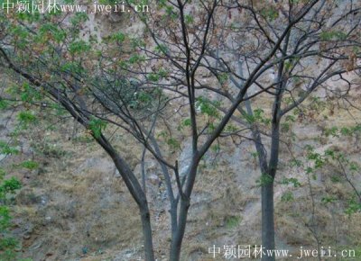 合歡樹