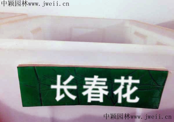 長春花.jpg