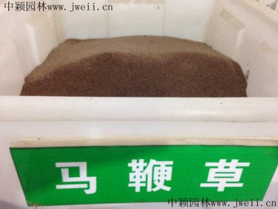 馬鞭草種子