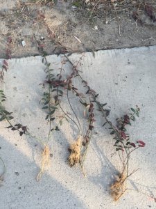 市場上最便宜的扶芳藤在哪里？