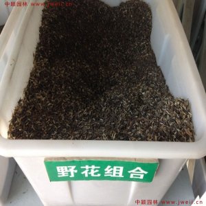 進口野花組合種子 經典花卉組合