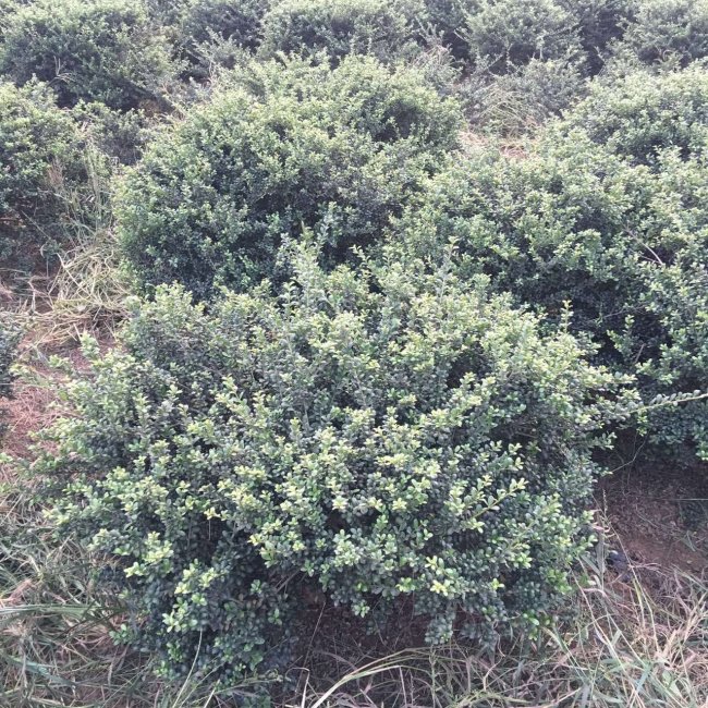 龜甲冬青 (24).jpg
