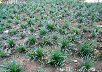 矮麥冬什么時候栽植比較好？