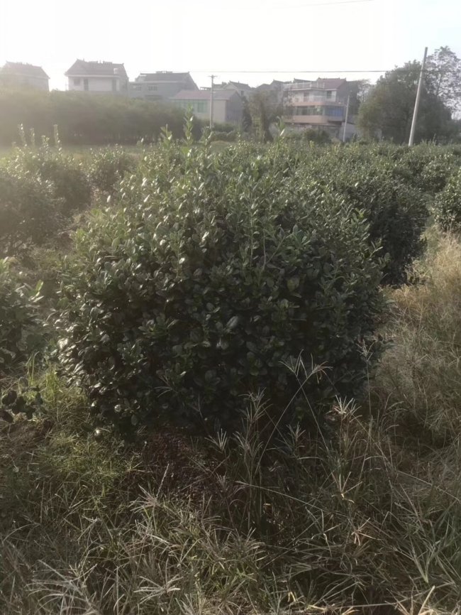 1583591535835563.jpg 枸骨 (4).jpg