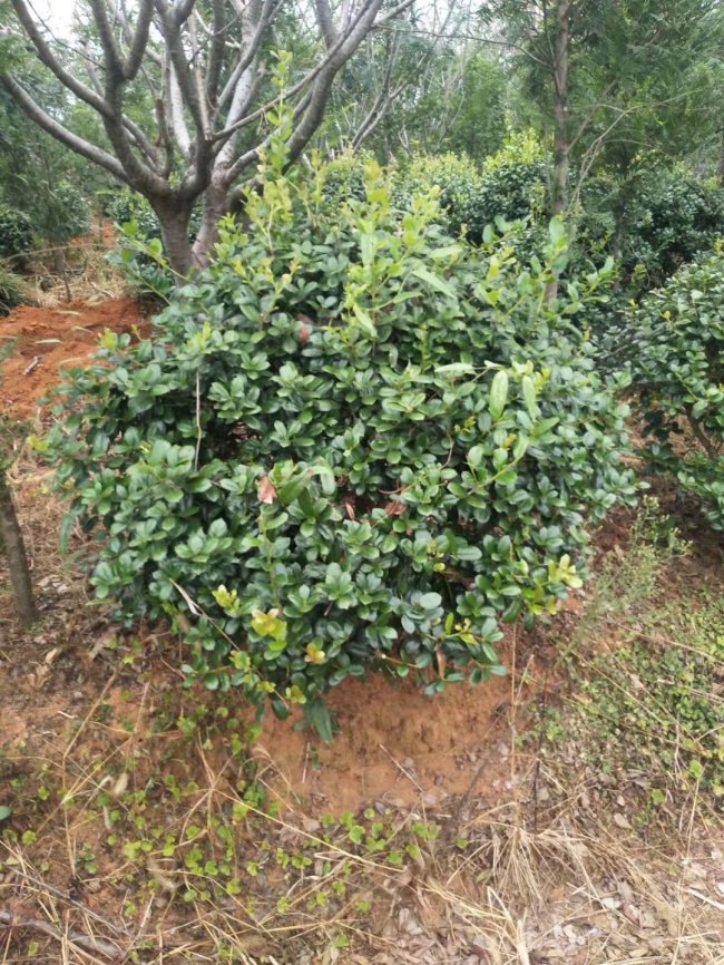 1583592105920791.jpg 枸骨 (7).jpg