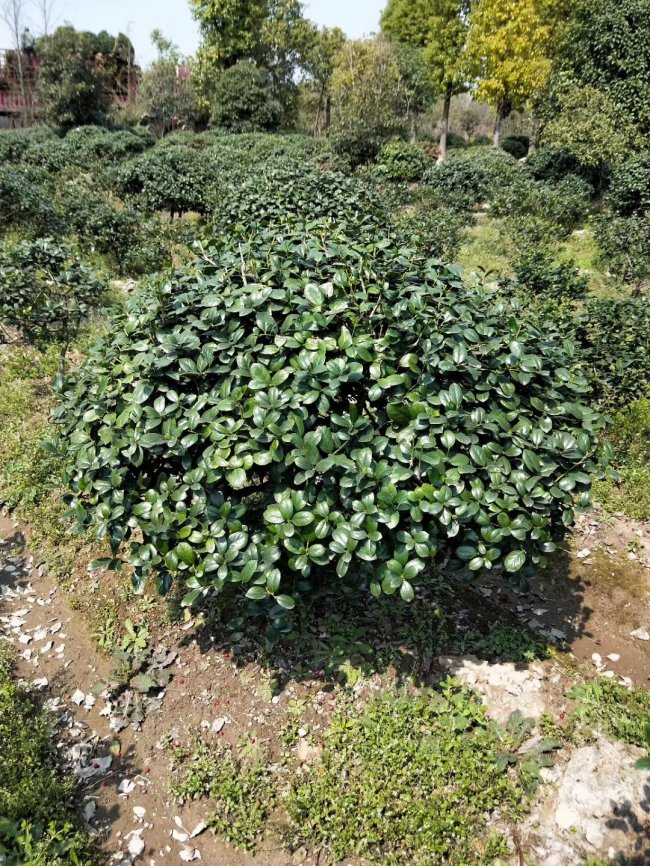 1583592138799684.jpg 枸骨 (14).jpg