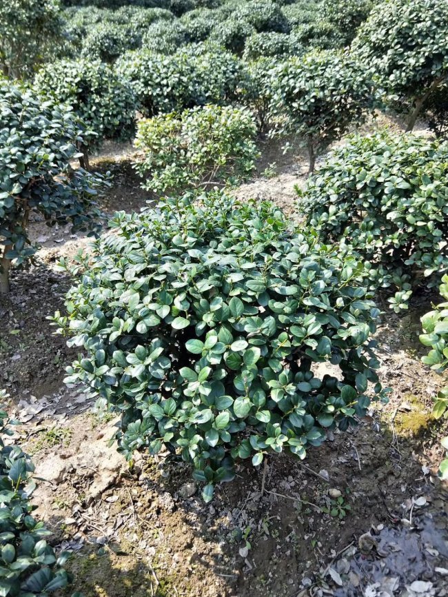 1583592143179129.jpg 枸骨 (15).jpg