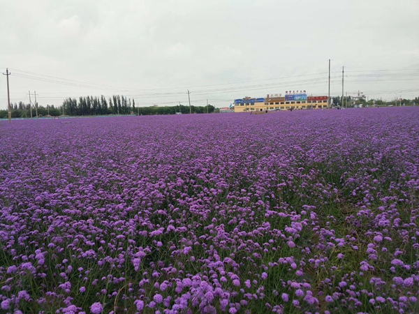 1583631768138731.jpg 柳葉馬鞭草1.jpg