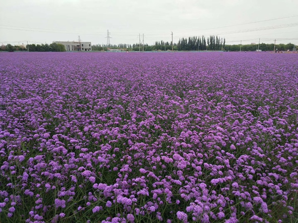 1583631772859336.jpg 柳葉馬鞭草2.jpg