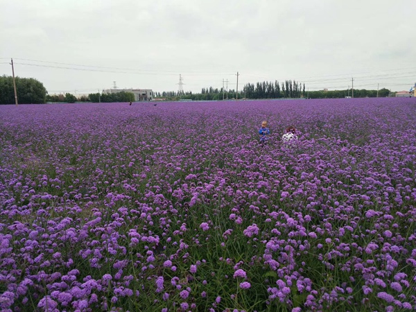 1583631778103499.jpg 柳葉馬鞭草3.jpg
