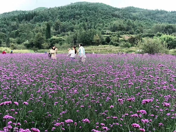 1583631783123146.jpg 柳葉馬鞭草4.jpg