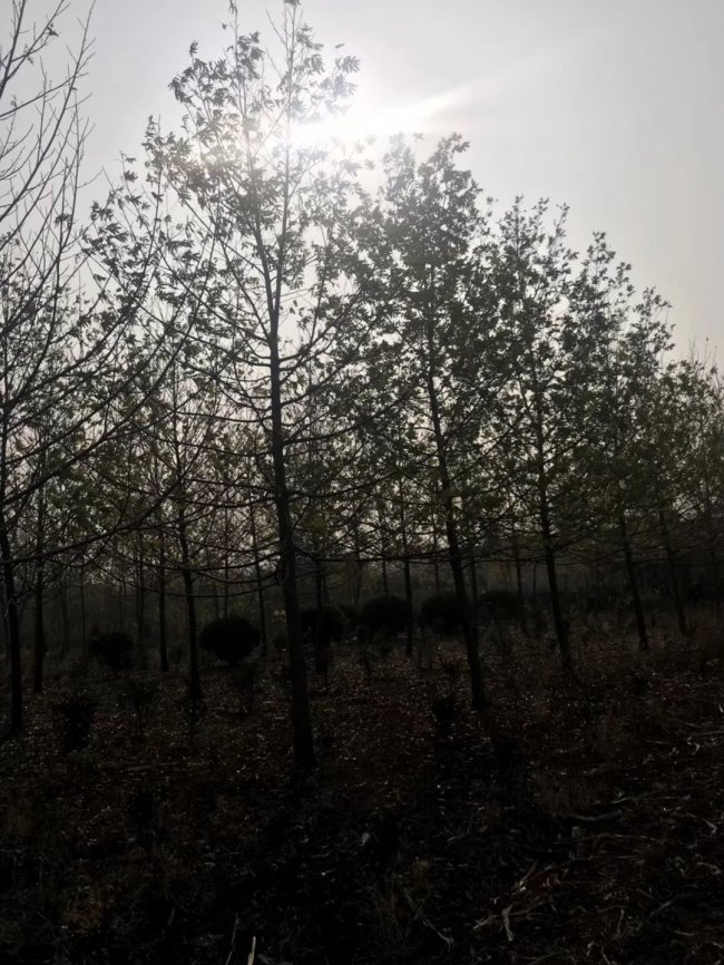 1583648449512690.jpg 楓楊 (2).jpg