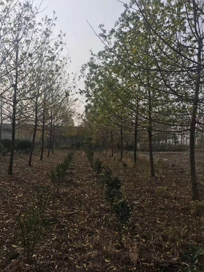 1583648471649935.jpg 楓楊 (3).jpg