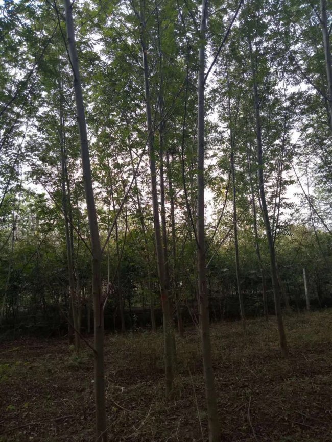 1583648541813711.jpg 楓楊 (15).jpg