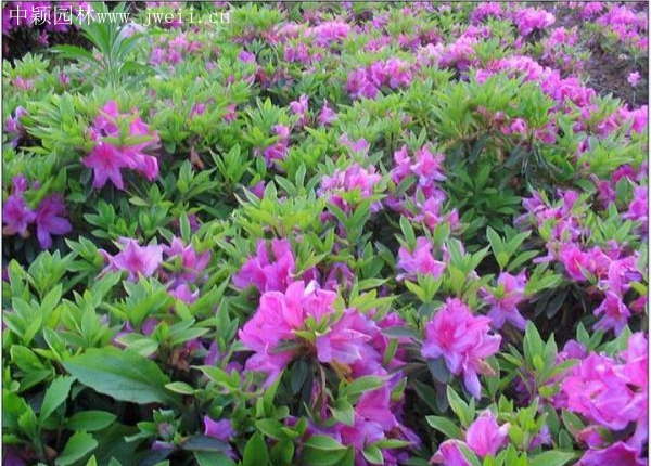 春鵑1.jpg