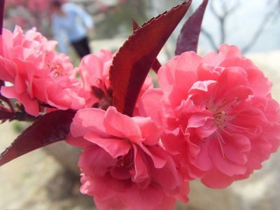 紅葉碧桃花期有多久，什么時候開花