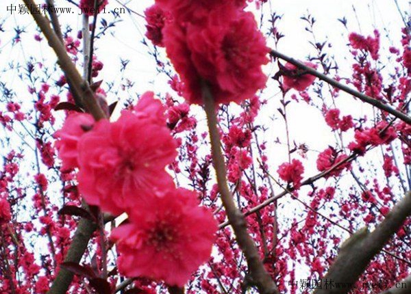 碧桃2.jpg