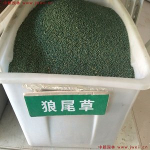 養牛種什么草最好？
