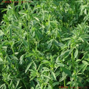 牧草種子多少錢一斤？