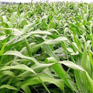 牧草玉米畝產多少斤？