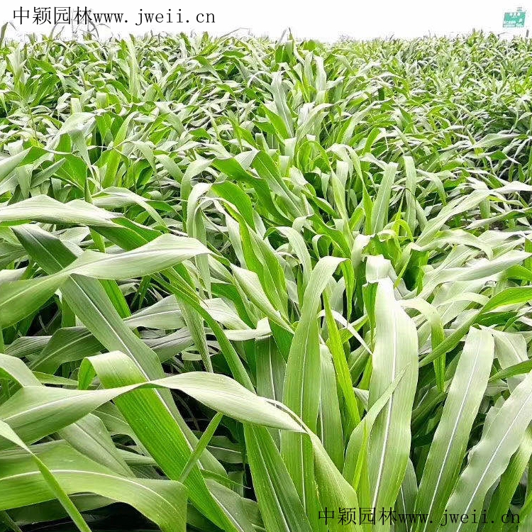 1585283272359684.jpg 玉米草1_副本.jpg