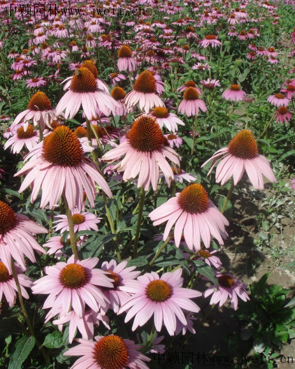 1585450589106225.jpg 紫松果菊.jpg