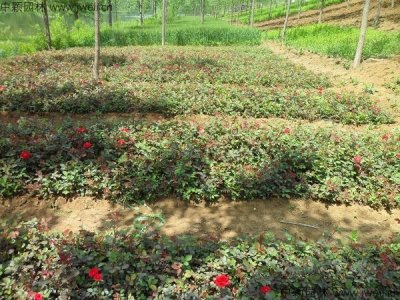 月季什么時候栽植比較好？