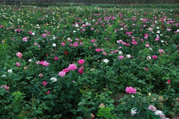月季花-(6).jpg