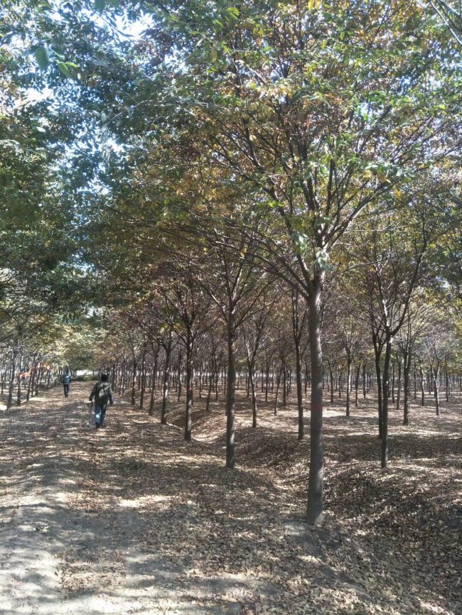1585724661115083.jpg 櫸樹 (22).jpg