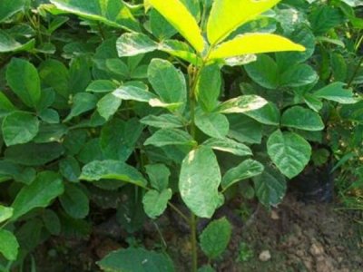 黃花風玲木