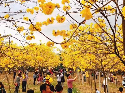 風鈴木花語