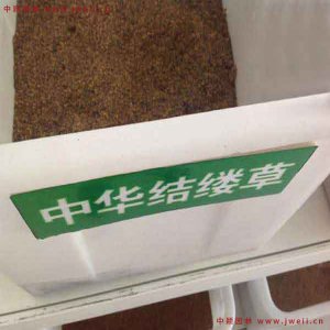 中華結縷草有那些優點？
