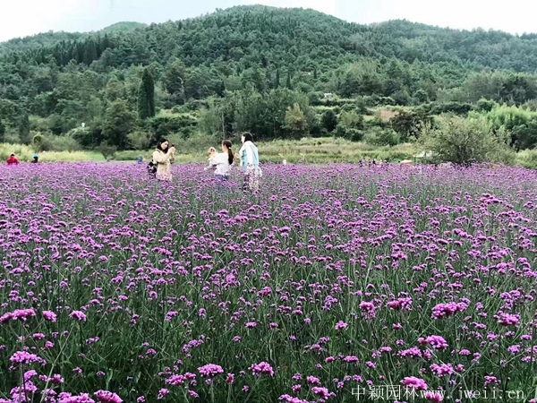 柳葉馬鞭草4.jpg