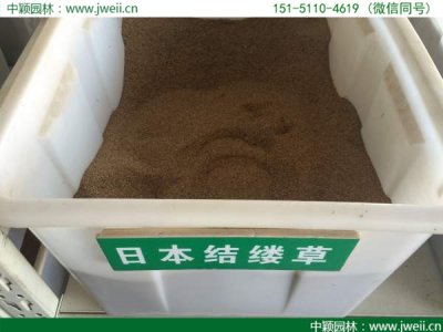 哪里有賣日本結縷草種子？