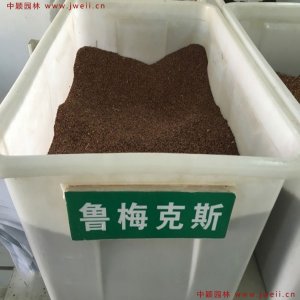 魯梅克斯種子的價格