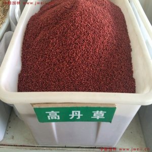 高丹草種子哪里有賣？
