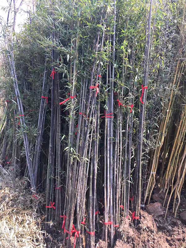紫竹苗園林植物竹子 紫竹苗園林植物竹子