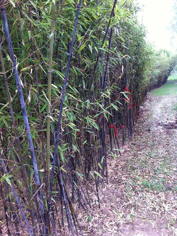 紫竹苗園林植物竹子 紫竹苗園林植物竹子