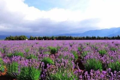 怎樣播種花海 花海植物景觀建設與維護技術管理