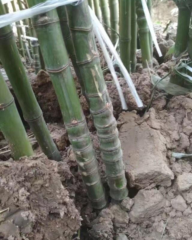 羅漢竹3.jpg