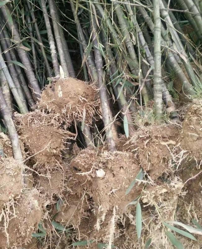 羅漢竹6.jpg