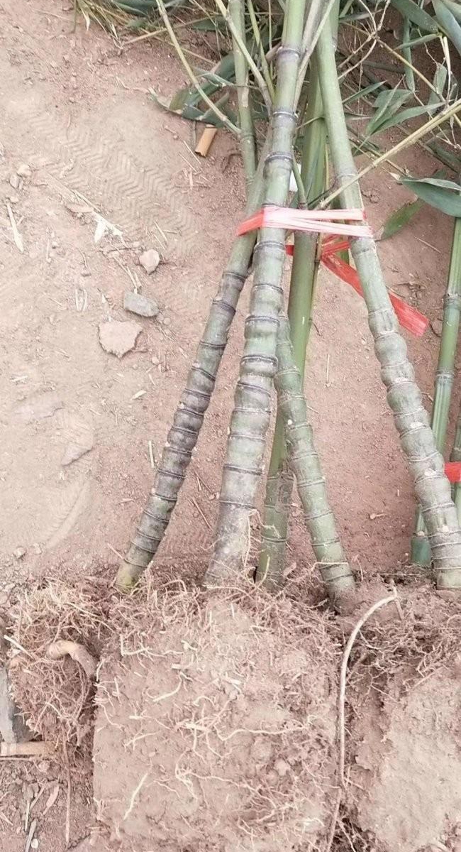 羅漢竹9.jpg