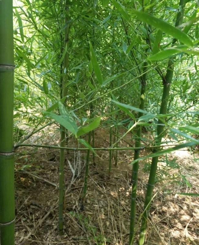 羅漢竹11.jpg