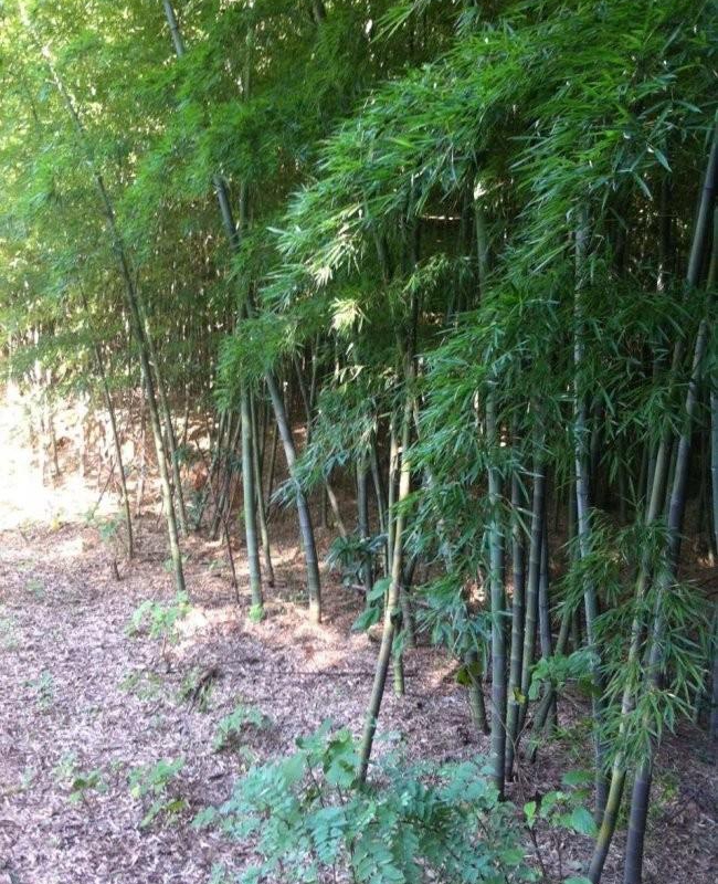 羅漢竹12.jpg