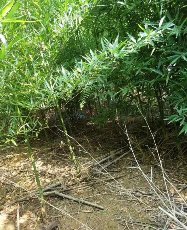 羅漢竹13.jpg