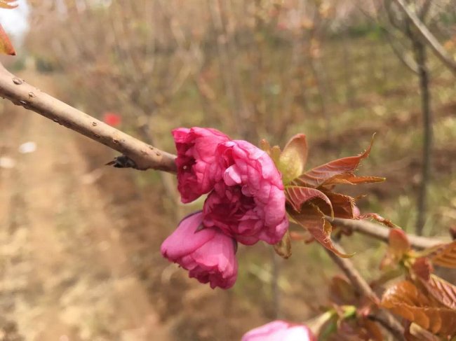 櫻花 (11).jpg
