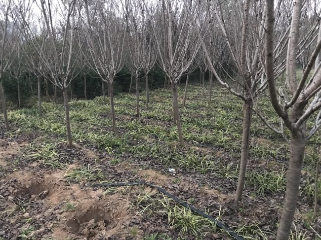 櫻花 (13).jpg