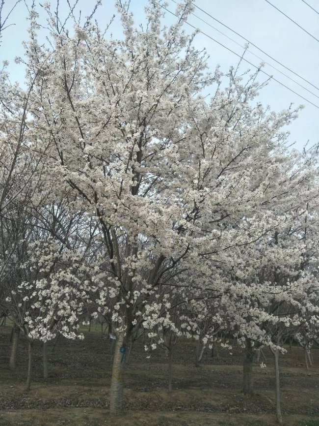 櫻花 (17).jpg