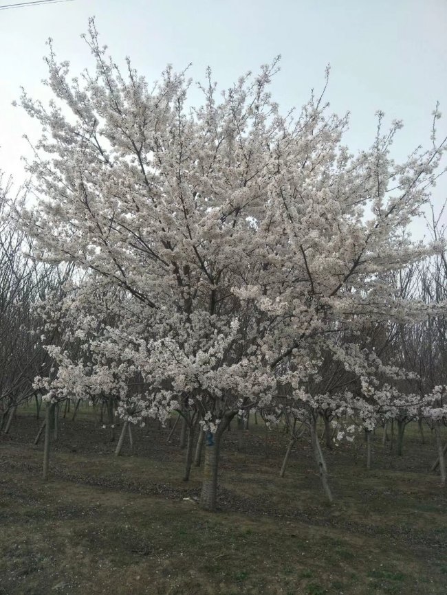 櫻花 (18).jpg